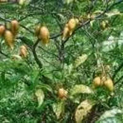 Juliana Mulligan- Healing from trauma with Ibogaine