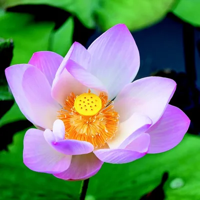 AA Originals: Step Twelve: Journey from Head to Heart