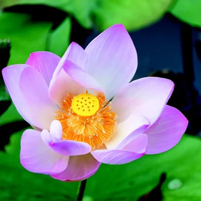 AA Originals: Step Six: - Surrender 2.0