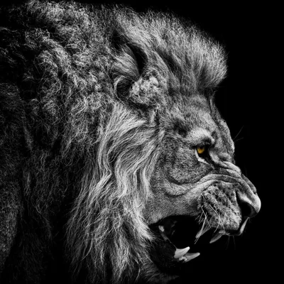 Motivation and Sobriety (Are you a Lion or Gazelle?)