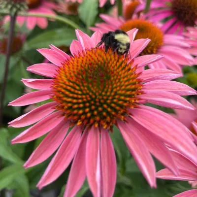 Addicted to Sobriety