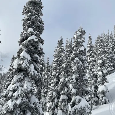 Cognitive Distortions