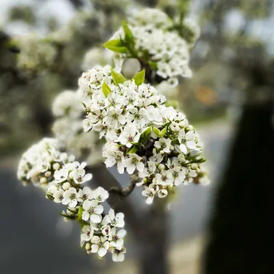 What if Sobriety was Easy?