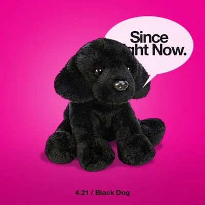 4.21 Black Dog