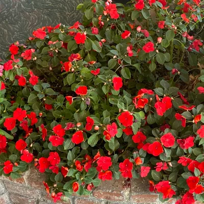 The Power of Imagery to Heal Trauma