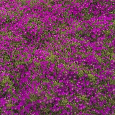 The Pink Cloud Effect