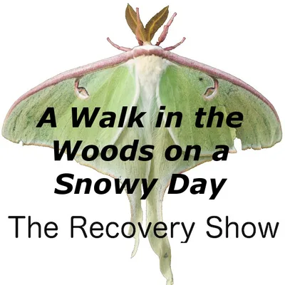 A Walk in the Woods on a Snowy Day — 318