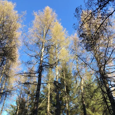 Forest Therapy #04 - give me more of that liminality