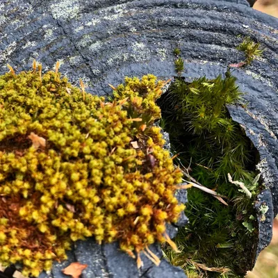 Forest Therapy #03 - the science bit!