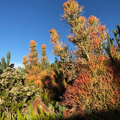 Forest Therapy #02 - Oooooo LA