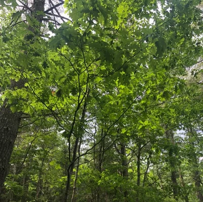 Forest Bathing June 2019