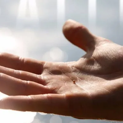 MASTERED SEED FAITH: Series introduction