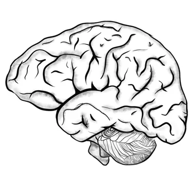 What is Contemplation -Advanced mindfulness for performance and self regulation