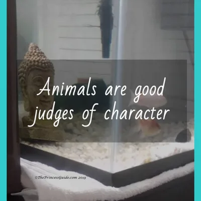 Animals are good judges of character — Do I choose my dog or my guy/girl?