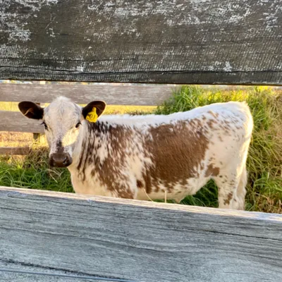 Cousins new baby cow came
