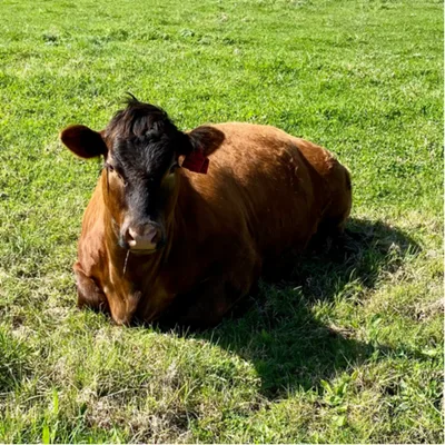 Bloody hell, this sounds great