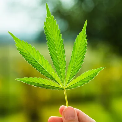 ¿La marihuana es legal?