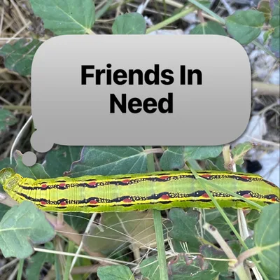 Friends In Need