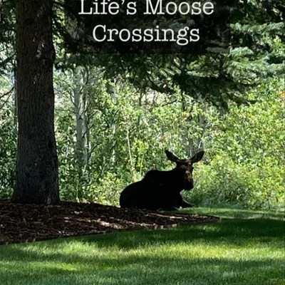 Life's Moose Crossings