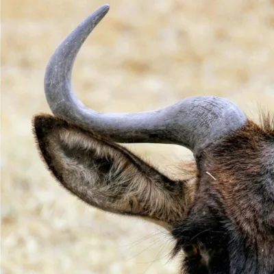 SoberNotMature - Episode 45 (Happy Gnu Ears and Other Battery Powered Devices)