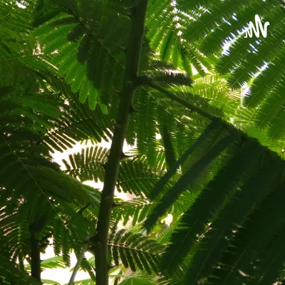 Addiction H.E. Podcast (Trailer)