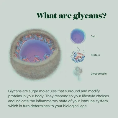 Reversing Ageing in Women