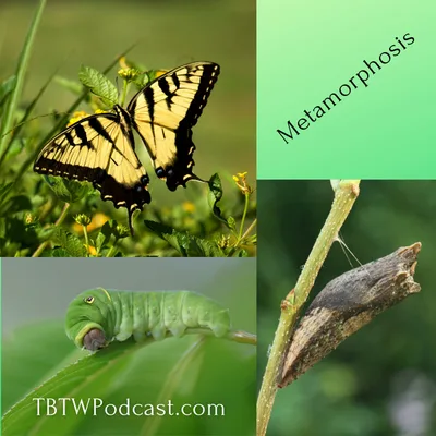 001 - Welcome to Transformed by the Word Podcast!