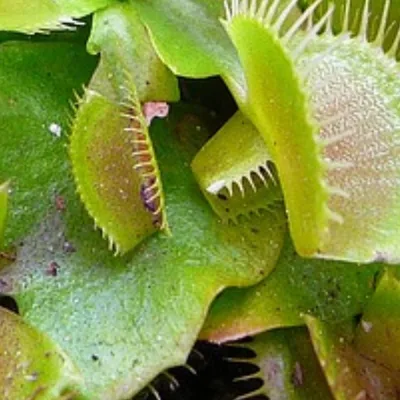 Whose Voice is in Your Head?