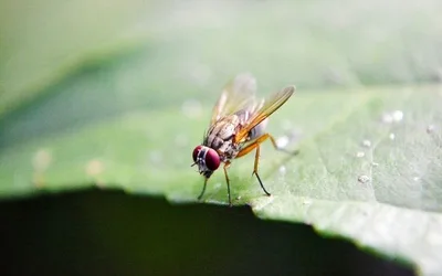 Poem: Fruit fly trap