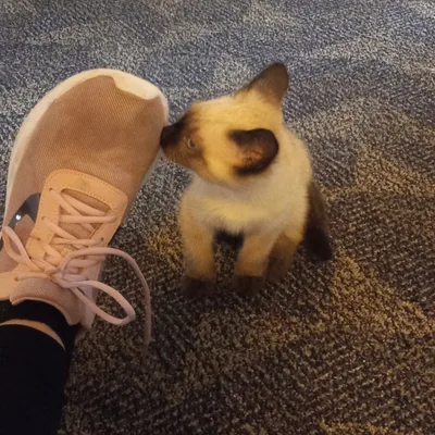 Anonymous da rapper talks about political view