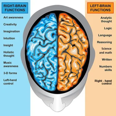 ADHD/right brain dominant