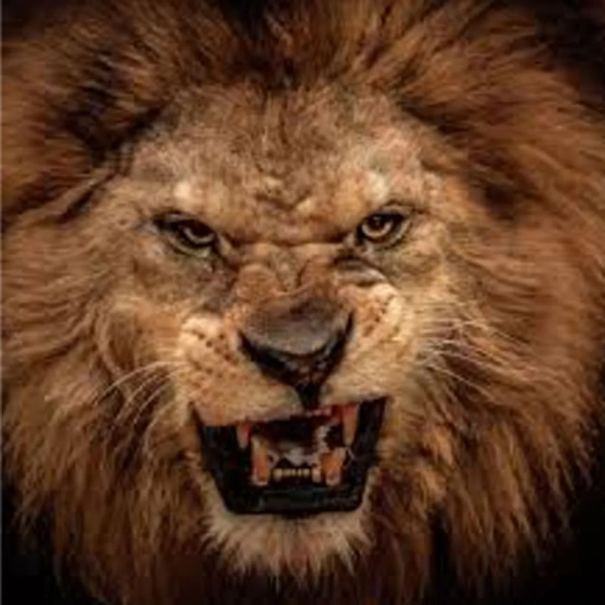 Survival of The Fittest