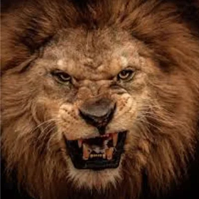 Survival of The Fittest