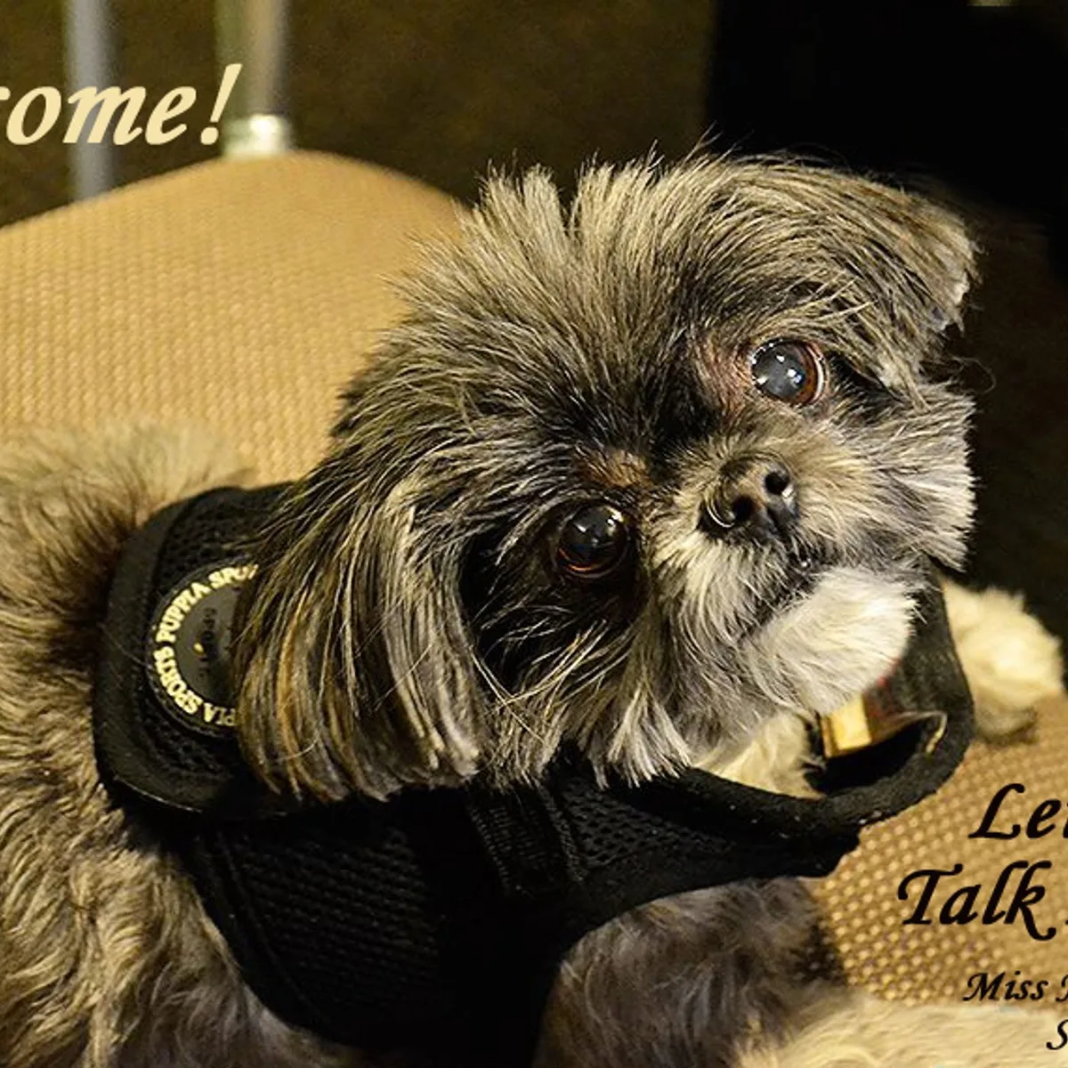 Topher Morrison, Part II. For the Love of Dogs