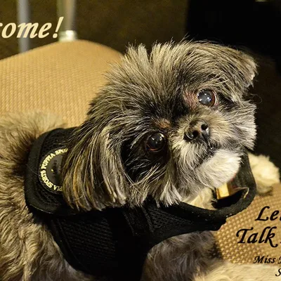 Our Complex Relationship with Dogs