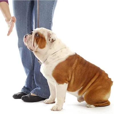 SoberNotMature - Episode 62 (Ashley H - Teaching Us How To Heel)