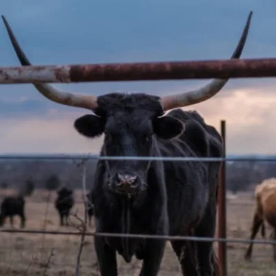 SoberNotMature - Episode 70 (Setting Our Boundaries - Keeping Out The Bull)