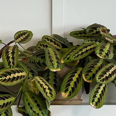 Maranta leuconeura (Mon, 27/11/2023)