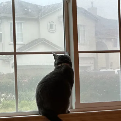 The Sound of Silence