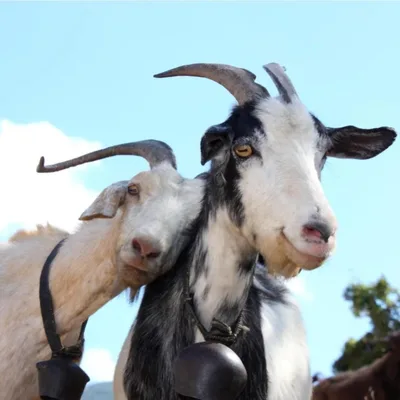 SoberNotMature - Episode 120 (Getting The Goat's Consent)