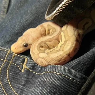 SoberNotMature - Episode 125 (Pessimistic Trouser Snakes)