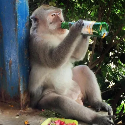 SoberNotMature - Episode 144 (The Best Drinkers In The World)