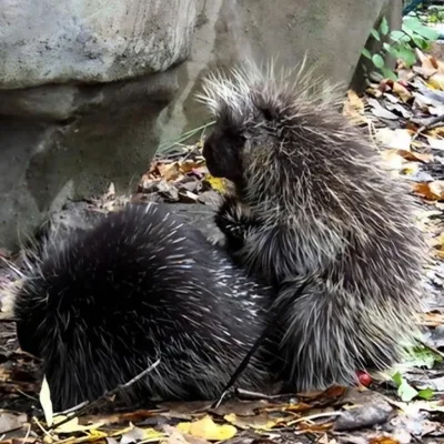 SoberNotMature - Episode 146 (Porcupines In Heat)