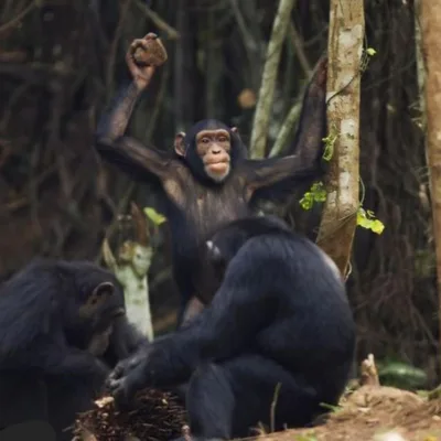 SoberNotMature - Episode 149 (Poop Throwing Monkeys Or Your Host's Other Endeavors)