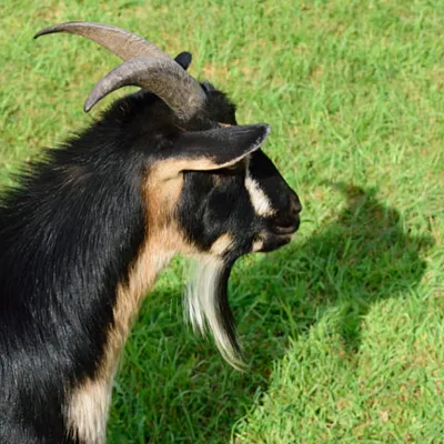 SoberNotMature - Episode 155 (Did Your Goat See Its Shadow?)