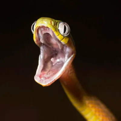 SoberNotMature - Episode 163 (Gargling Snake Sperm)
