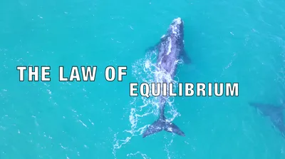 The Law of Equilibrium