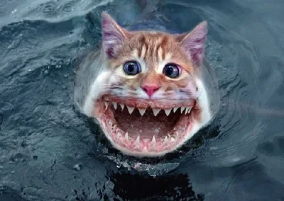 Craziest CATFISH Stories! pt 1