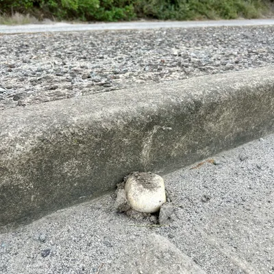 Not much room for a Mushroom (Sat, 19/04/2025)