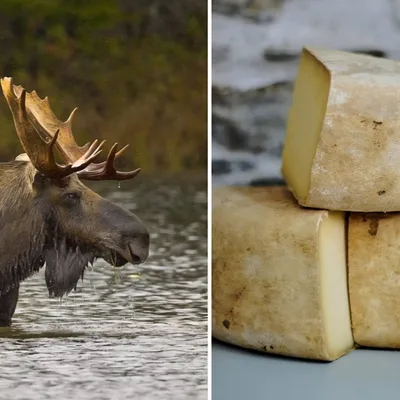 SoberNotMature - Episode 185 (Danger Moose & The Cheese In The Morning)